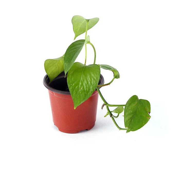 100 X Plant Flower Garden Pots Nursery Seedlings Pot Growing Container (120mm) - Image 11