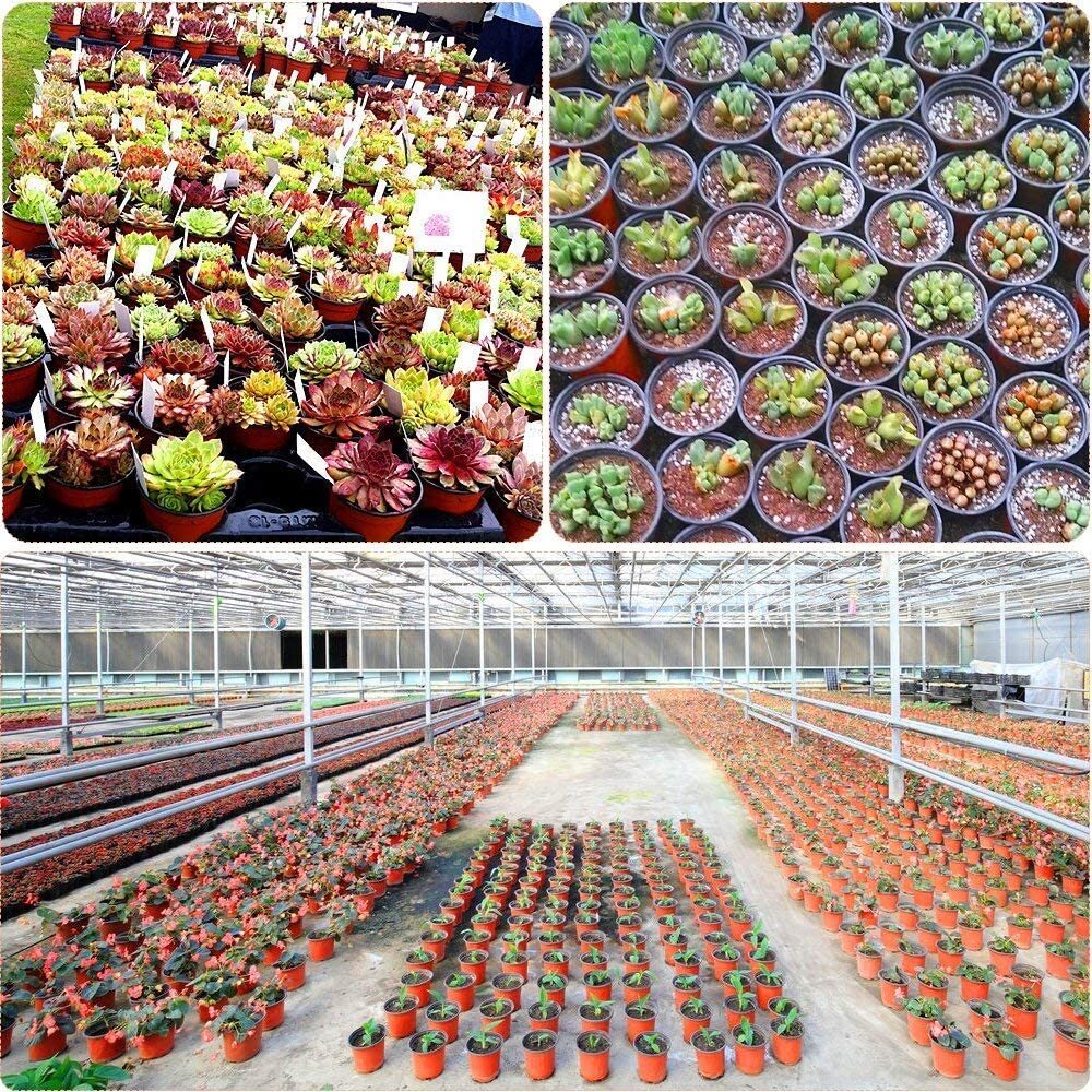 100 X Plant Flower Garden Pots Nursery Seedlings Pot Growing Container (120mm) - Image 15