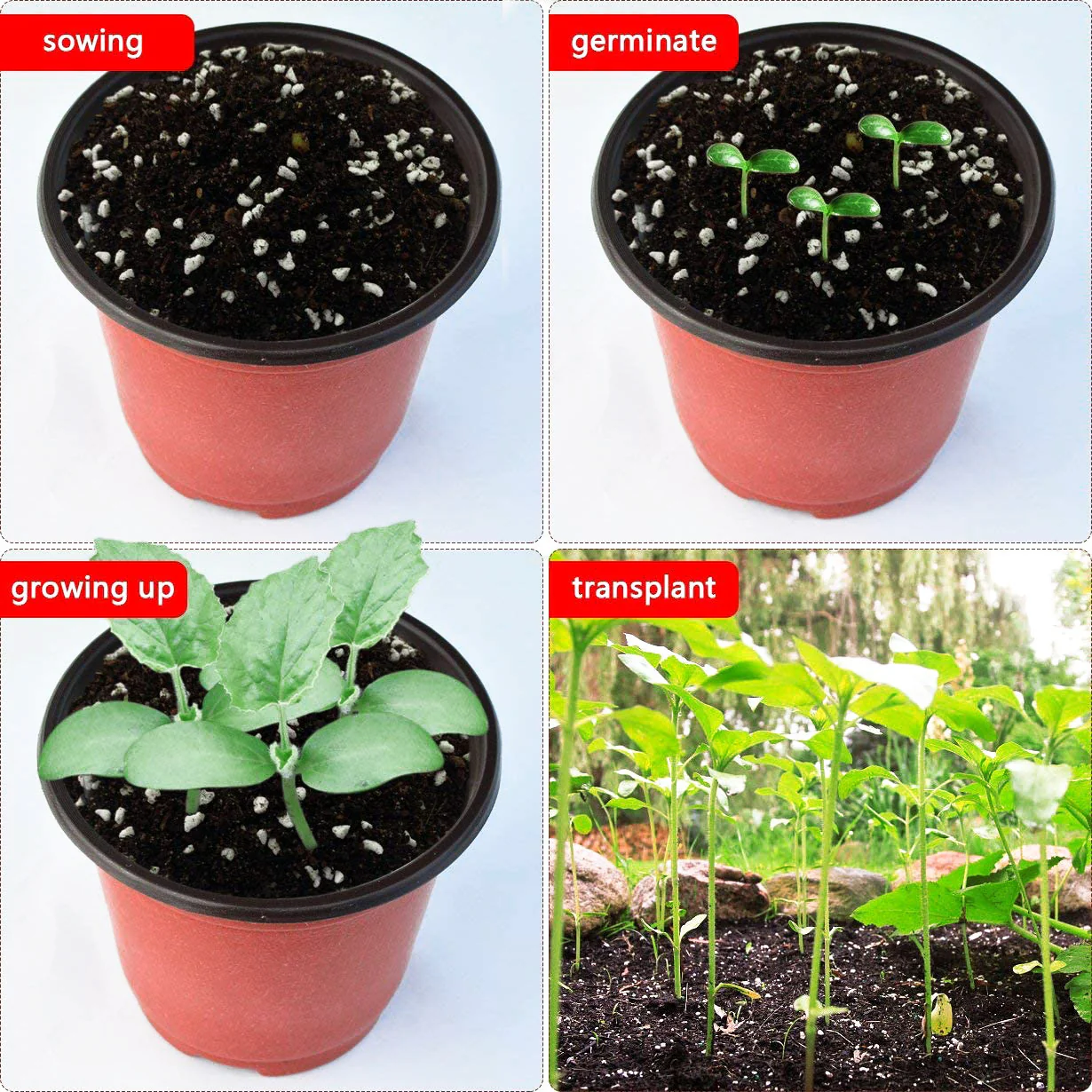 100 X Plant Flower Garden Pots Nursery Seedlings Pot Growing Container (120mm) - Image 7