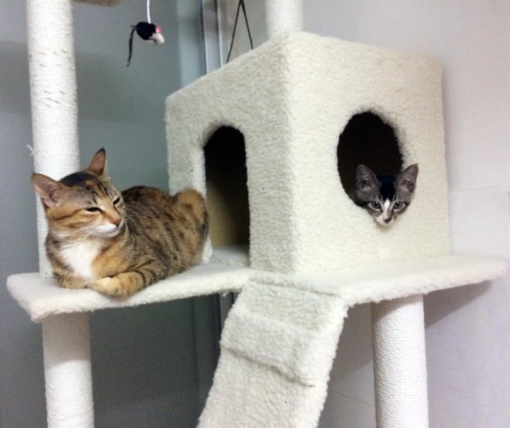 195cm Tall XXL Cat Scratching Post Pole Tower with Hammock (White) - Image 5