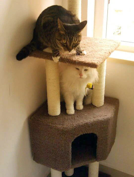 4-Level Large Cat Scratching Post Pole Tower (Tan) - Image 10