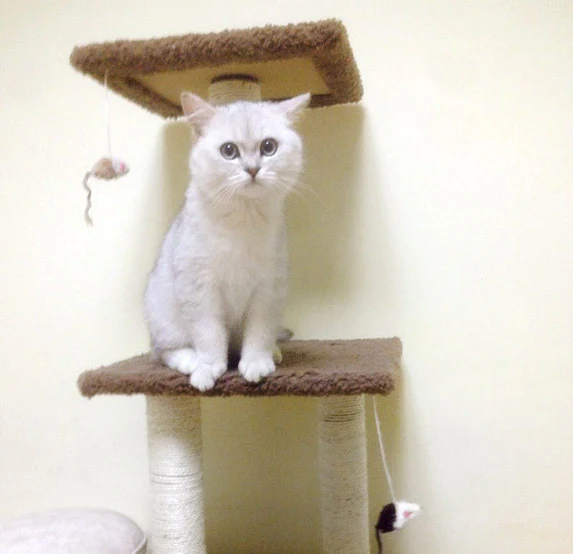 4-Level Large Cat Scratching Post Pole Tower (Tan) - Image 8
