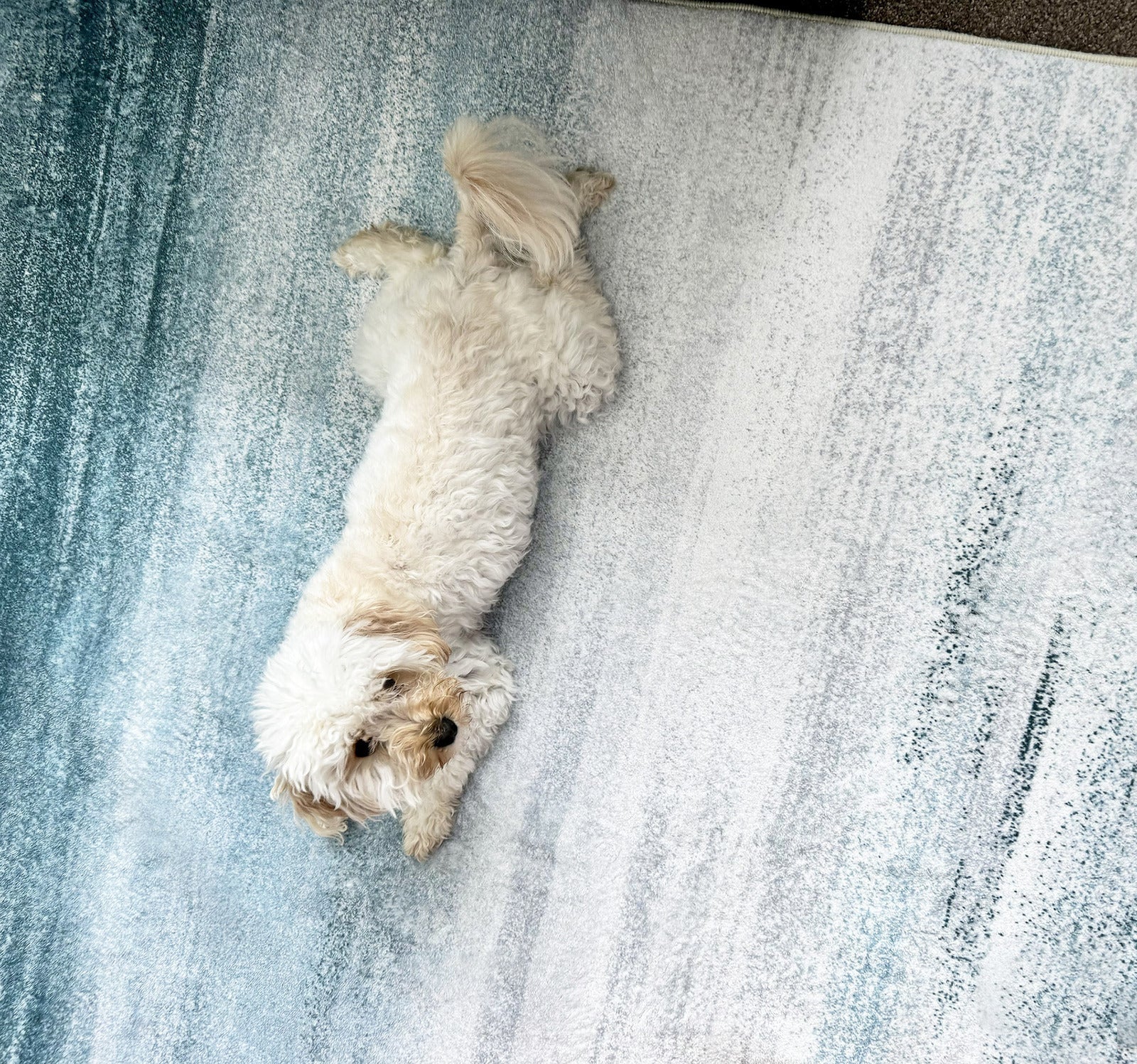XL Large Lush Plush Seaside Carpet Rug (280 x 180) - Image 19